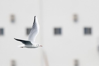 ユリカモメ ふなばし三番瀬海浜公園 2022年10月30日(日)