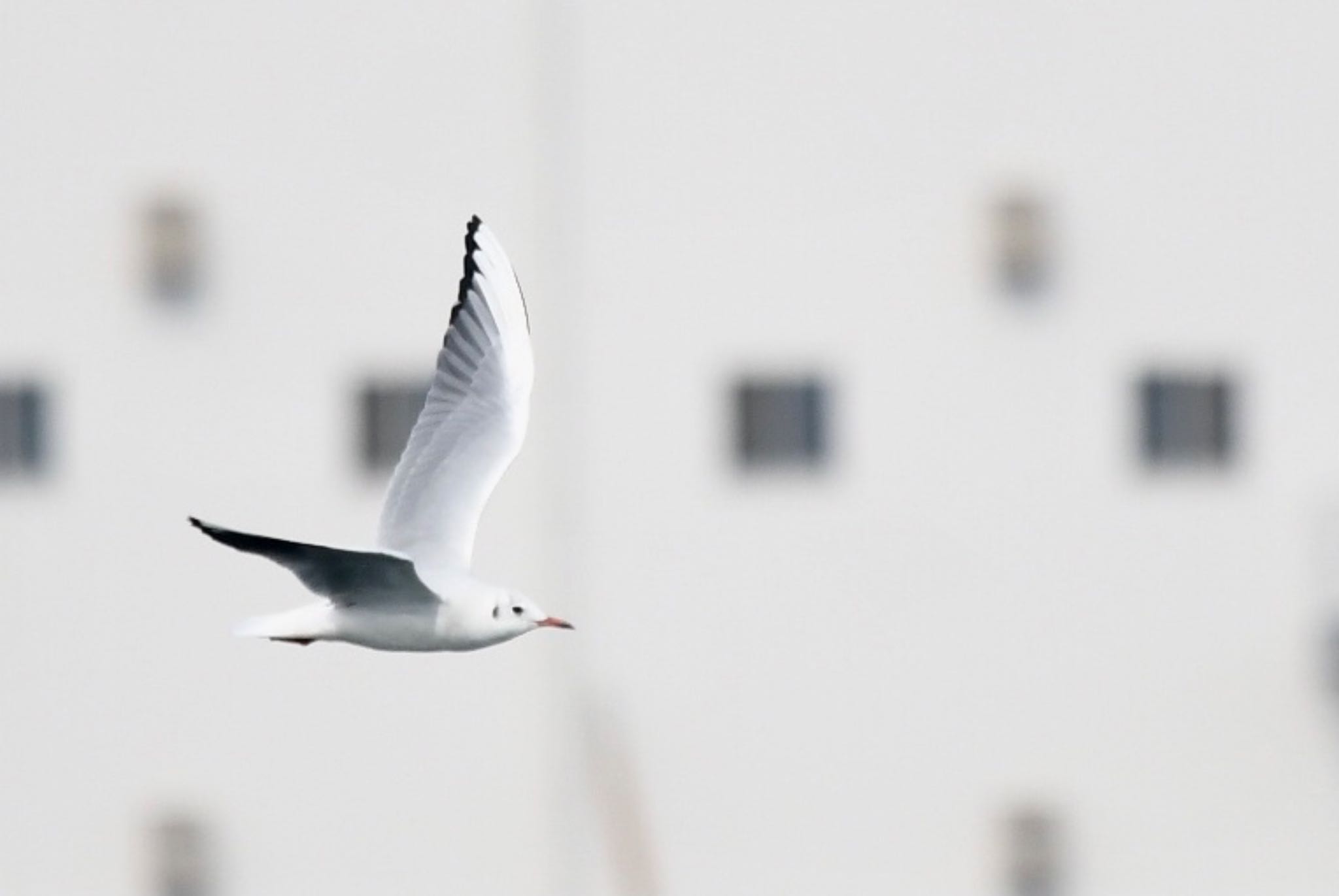 Black-headed Gull