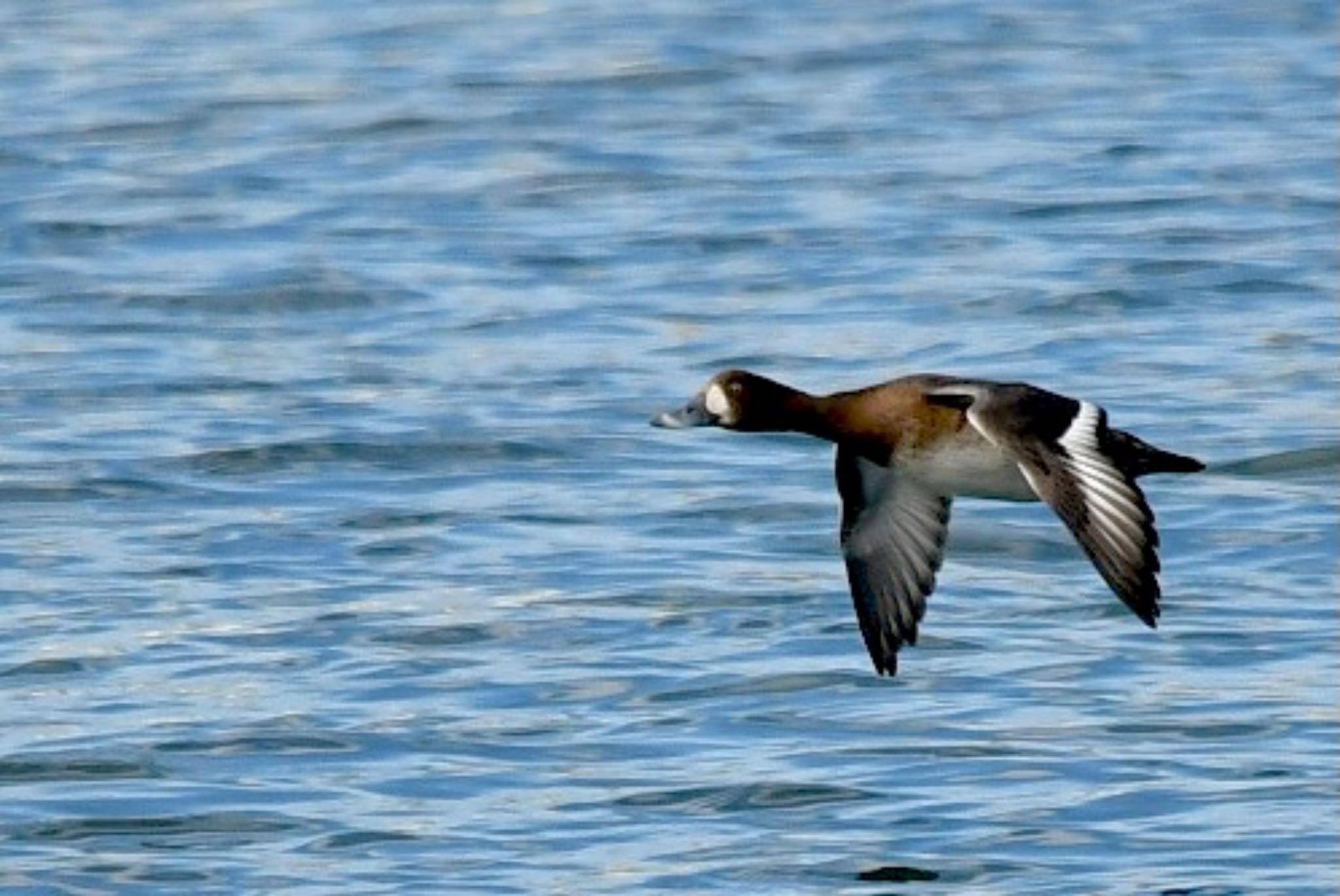 Greater Scaup