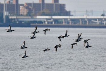 スズガモ ふなばし三番瀬海浜公園 2022年10月30日(日)