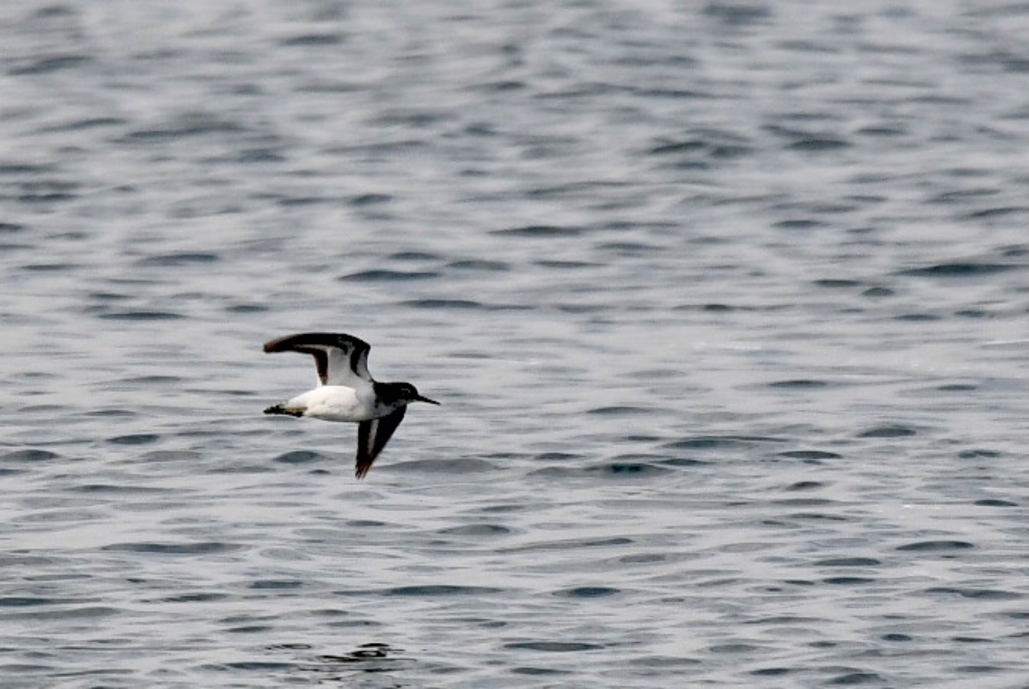 Common Sandpiper