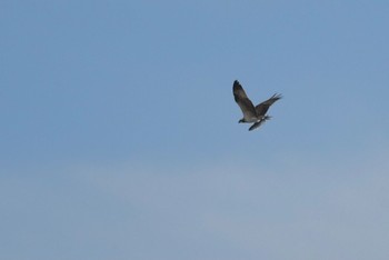 ミサゴ ふなばし三番瀬海浜公園 2022年10月30日(日)