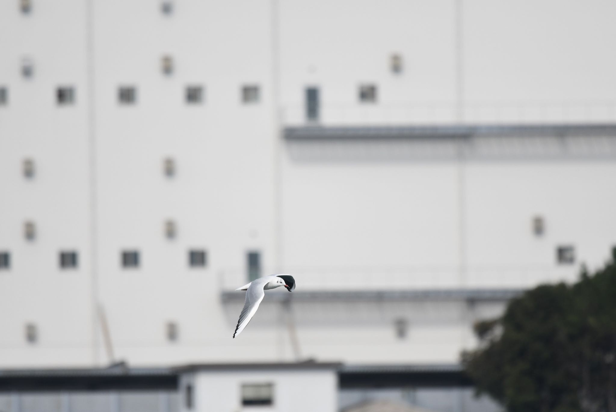 Black-headed Gull