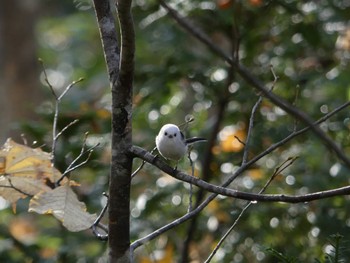 Long-tailed tit(japonicus) 野幌森林公園 Sun, 10/30/2022