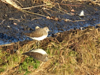 Green Sandpiper Minuma Rice Field Sun, 10/30/2022