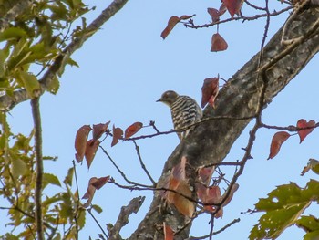 Japanese Pygmy Woodpecker 宮城県仙台市 Sun, 10/30/2022