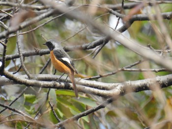 2022年10月30日(日) 座間谷戸山公園の野鳥観察記録