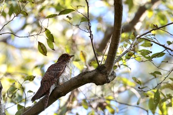 ツツドリ 秋ヶ瀬公園(ピクニックの森) 2022年10月30日(日)