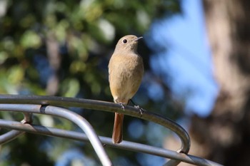 ジョウビタキ 駕与丁公園 2022年10月30日(日)