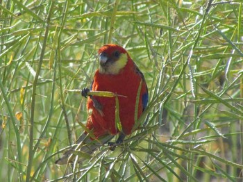 Western Rosella パース Unknown Date