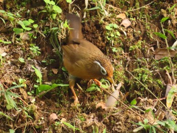 2022年10月30日(日) 小山田緑地公園の野鳥観察記録