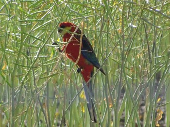 Western Rosella パース Unknown Date