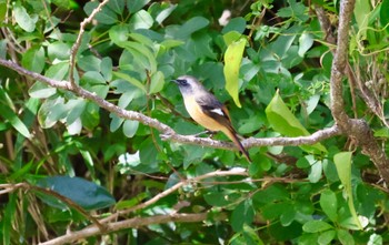 Daurian Redstart 武田尾 Sun, 10/30/2022