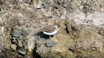 Common Sandpiper 武田尾 Sat, 10/29/2022