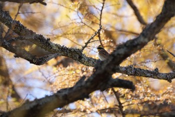 2022年10月30日(日) 戦場ヶ原の野鳥観察記録