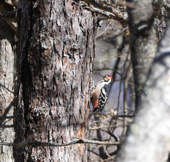 White-backed Woodpecker Senjogahara Marshland Sun, 10/30/2022