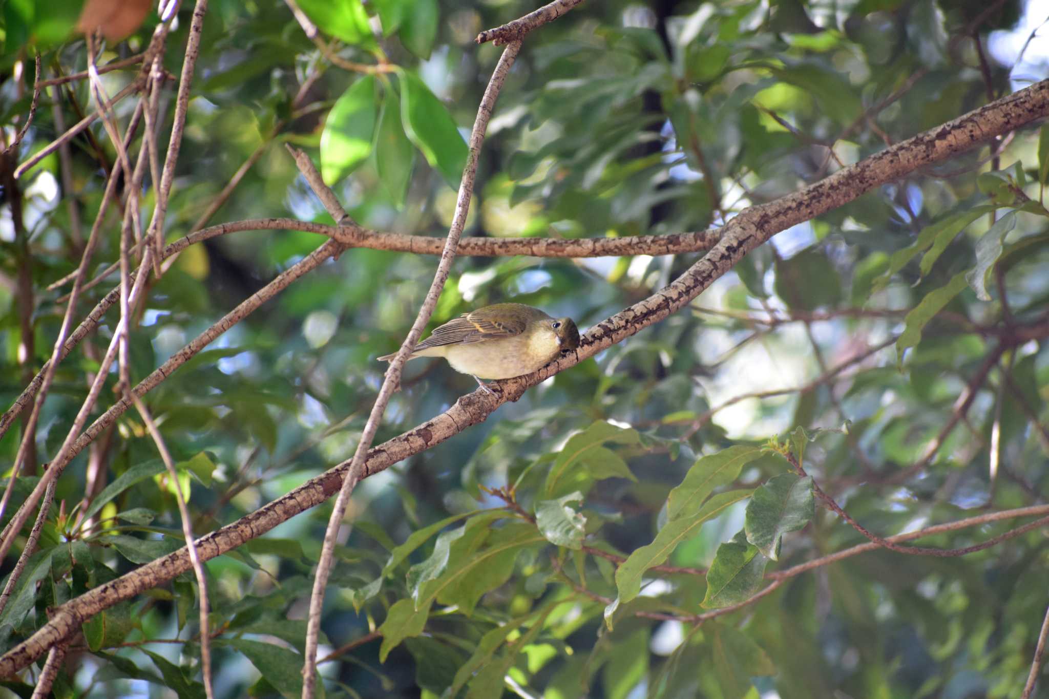 Narcissus Flycatcher