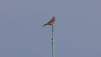 Common Kestrel 金井公園 Sun, 10/30/2022