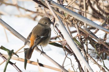 ジョウビタキ 滋賀県 湖北 2018年2月4日(日)