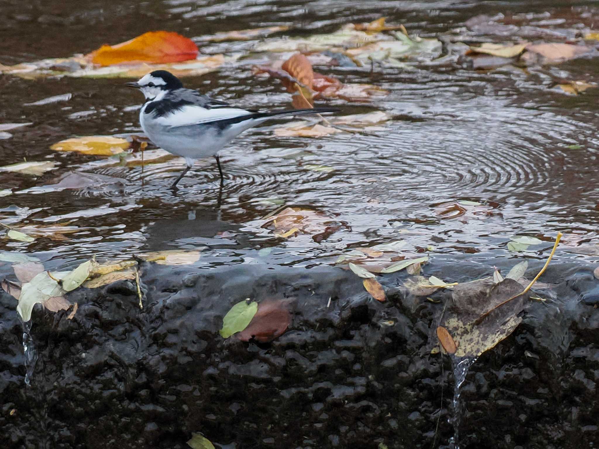 発寒河畔公園(札幌市西区) ハクセキレイの写真 by 98_Ark (98ｱｰｸ)