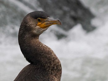 ウミウ 発寒河畔公園(札幌市西区) 2022年10月30日(日)