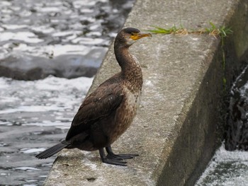 2022年10月30日(日) 発寒河畔公園(札幌市西区)の野鳥観察記録