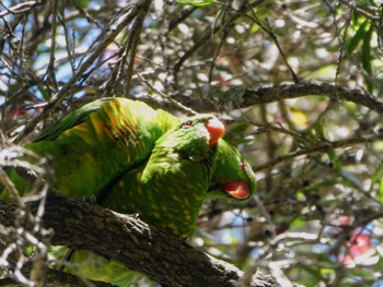 コセイガイインコ H V Evatt Memorial Park, Lugarno, NSW, Australia 2022年10月29日(土)