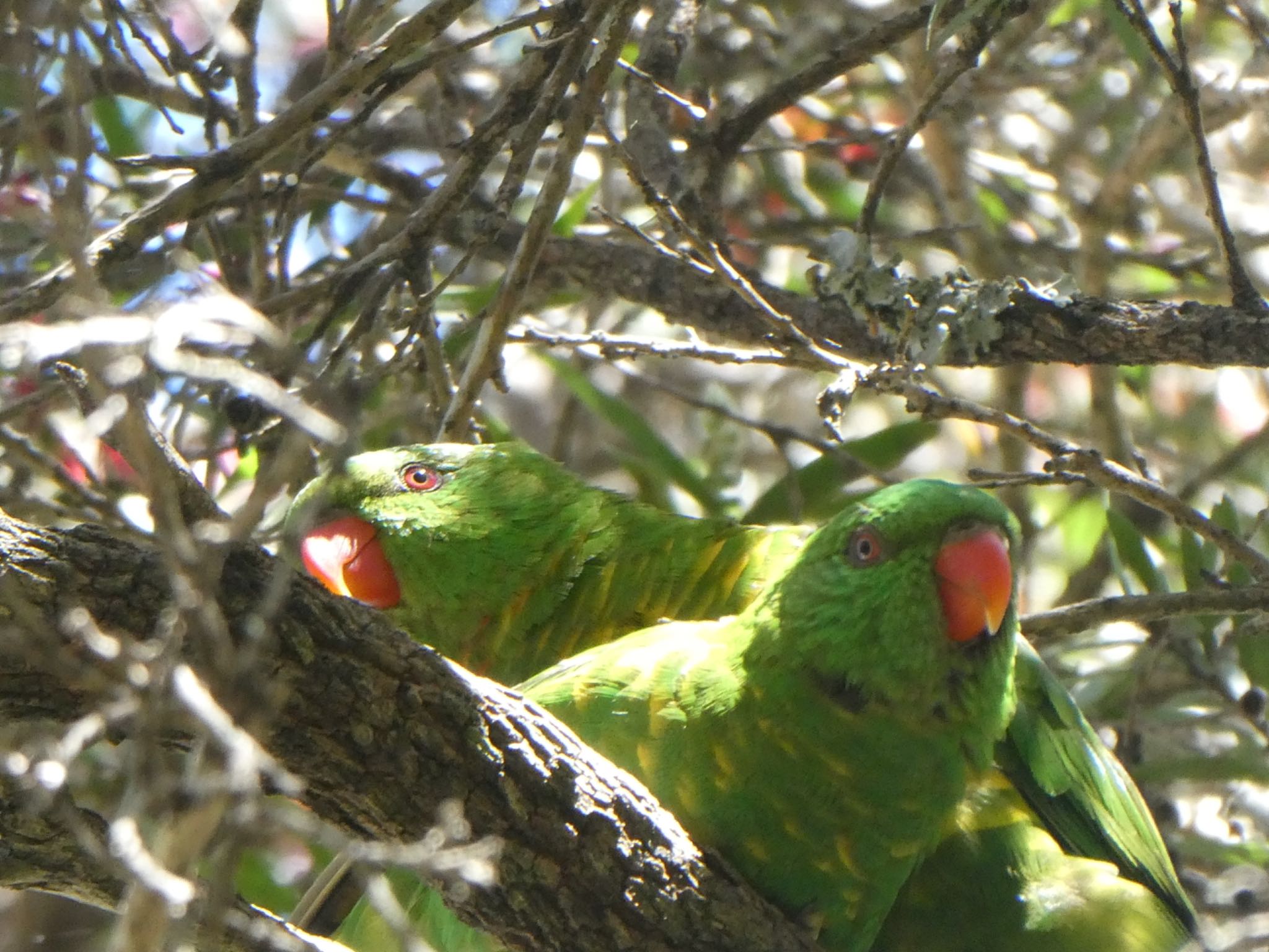 H V Evatt Memorial Park, Lugarno, NSW, Australia コセイガイインコの写真 by Maki