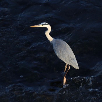 Grey Heron Shin-yokohama Park Sun, 10/30/2022