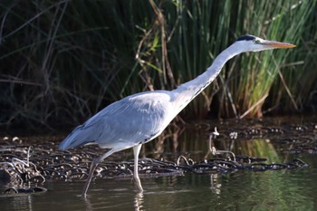 Grey Heron Shin-yokohama Park Sun, 10/30/2022