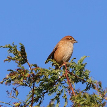 Bull-headed Shrike Shin-yokohama Park Sun, 10/30/2022