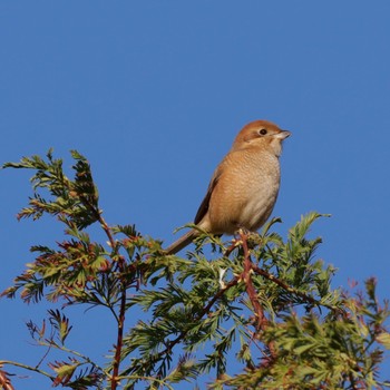 Bull-headed Shrike Shin-yokohama Park Sun, 10/30/2022