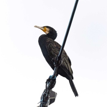 Great Cormorant 恩田川 Sun, 10/30/2022