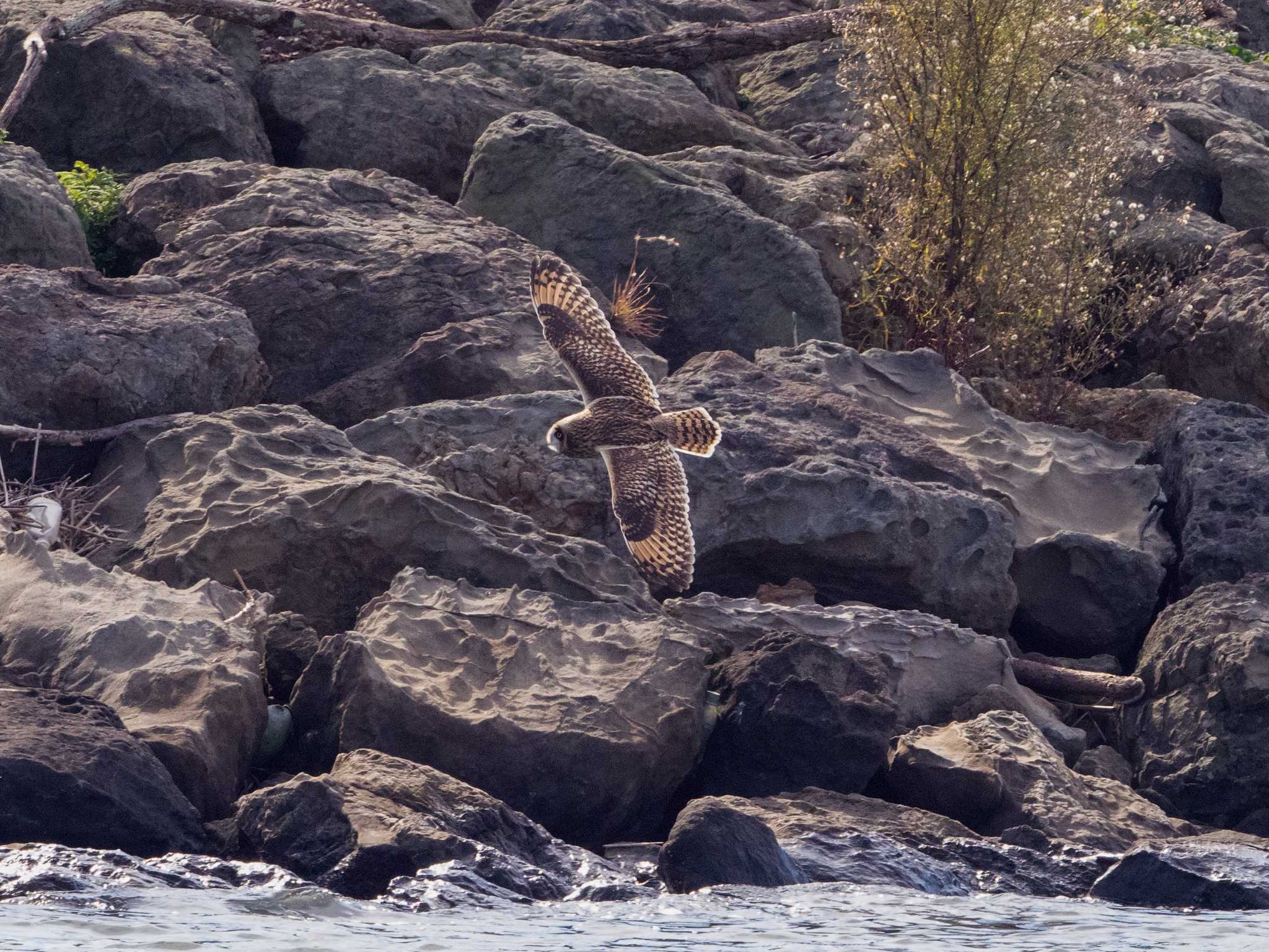 葛西臨海公園 コミミズクの写真 by ふなきち