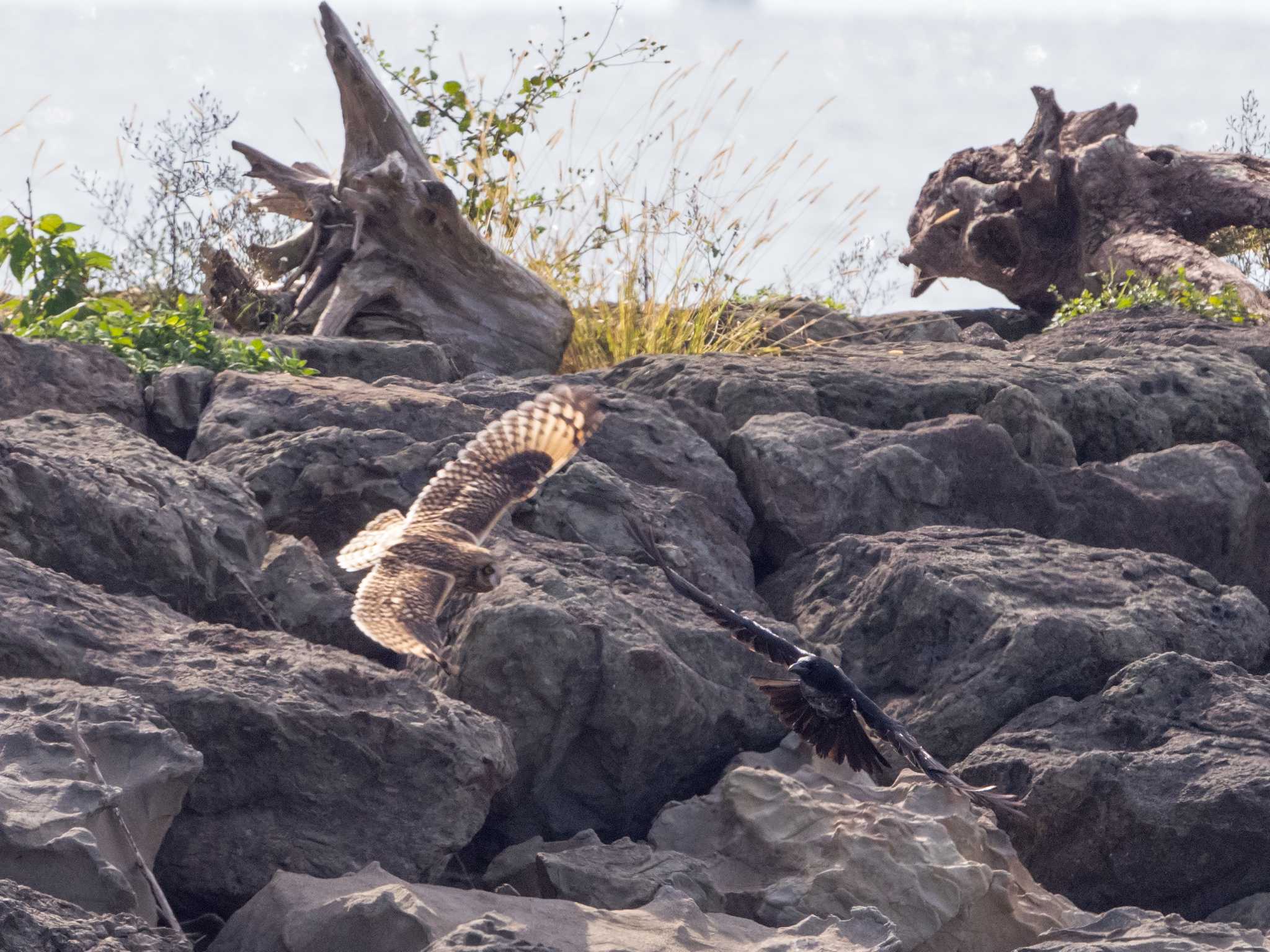 葛西臨海公園 コミミズクの写真 by ふなきち