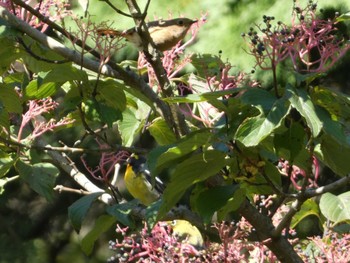 2022年10月23日(日) 東京都立桜ヶ丘公園(聖蹟桜ヶ丘)の野鳥観察記録