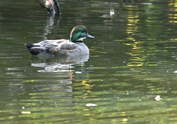 2022年10月30日(日) 東京港野鳥公園の野鳥観察記録