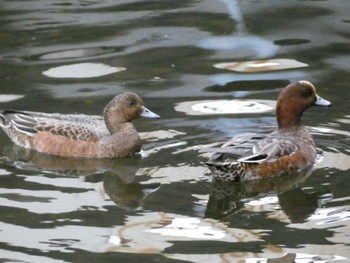 2022年10月30日(日) 調布市仙川の野鳥観察記録