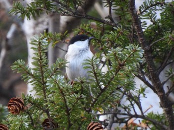 Willow Tit 一ノ瀬園地 Sun, 10/30/2022