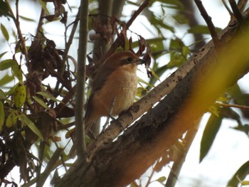 Bull-headed Shrike びん沼自然公園 Sat, 10/29/2022