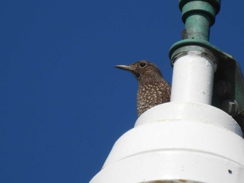 Blue Rock Thrush 城ヶ島公園 Sun, 10/23/2022