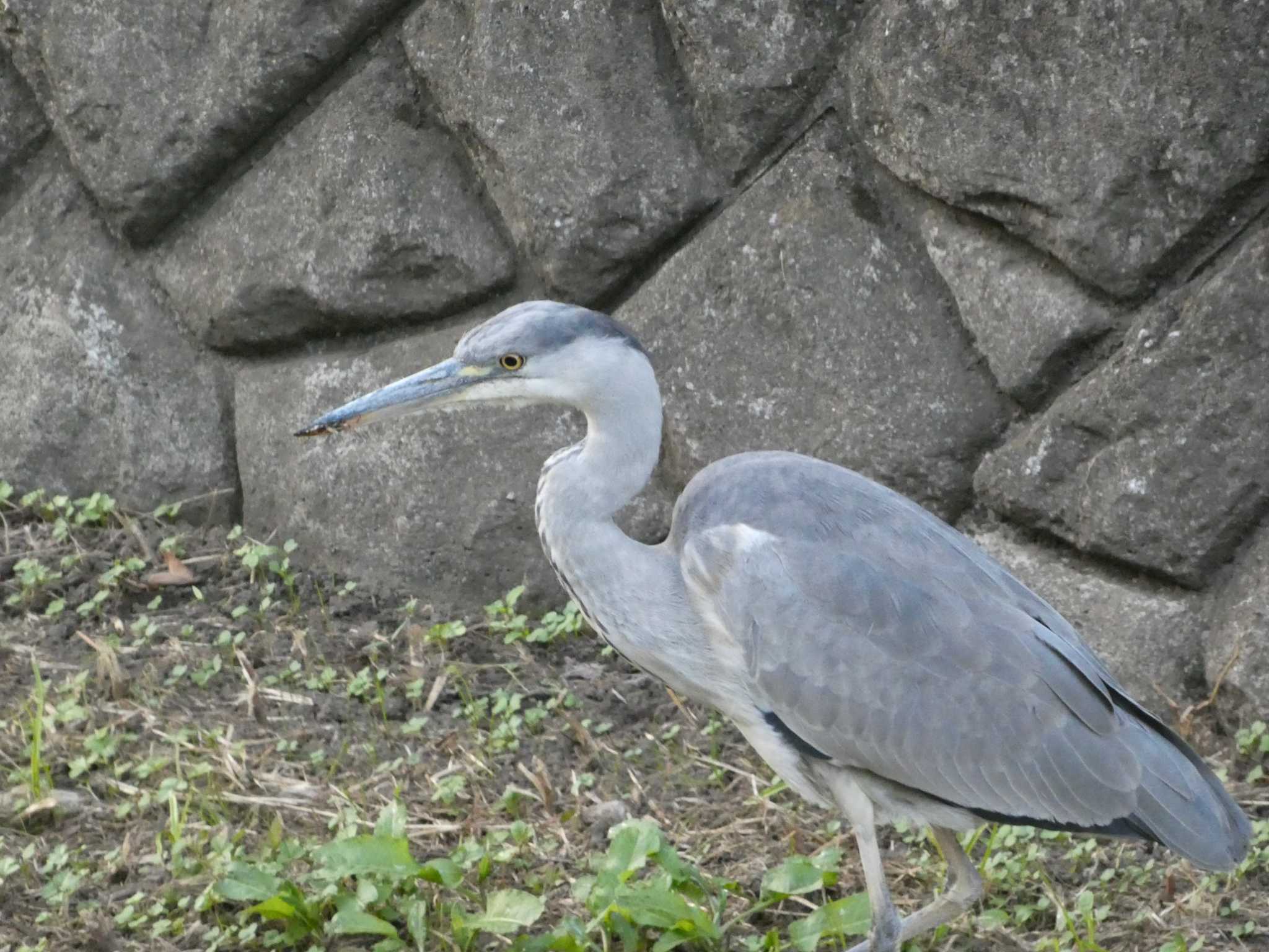 調布市仙川 アオサギの写真