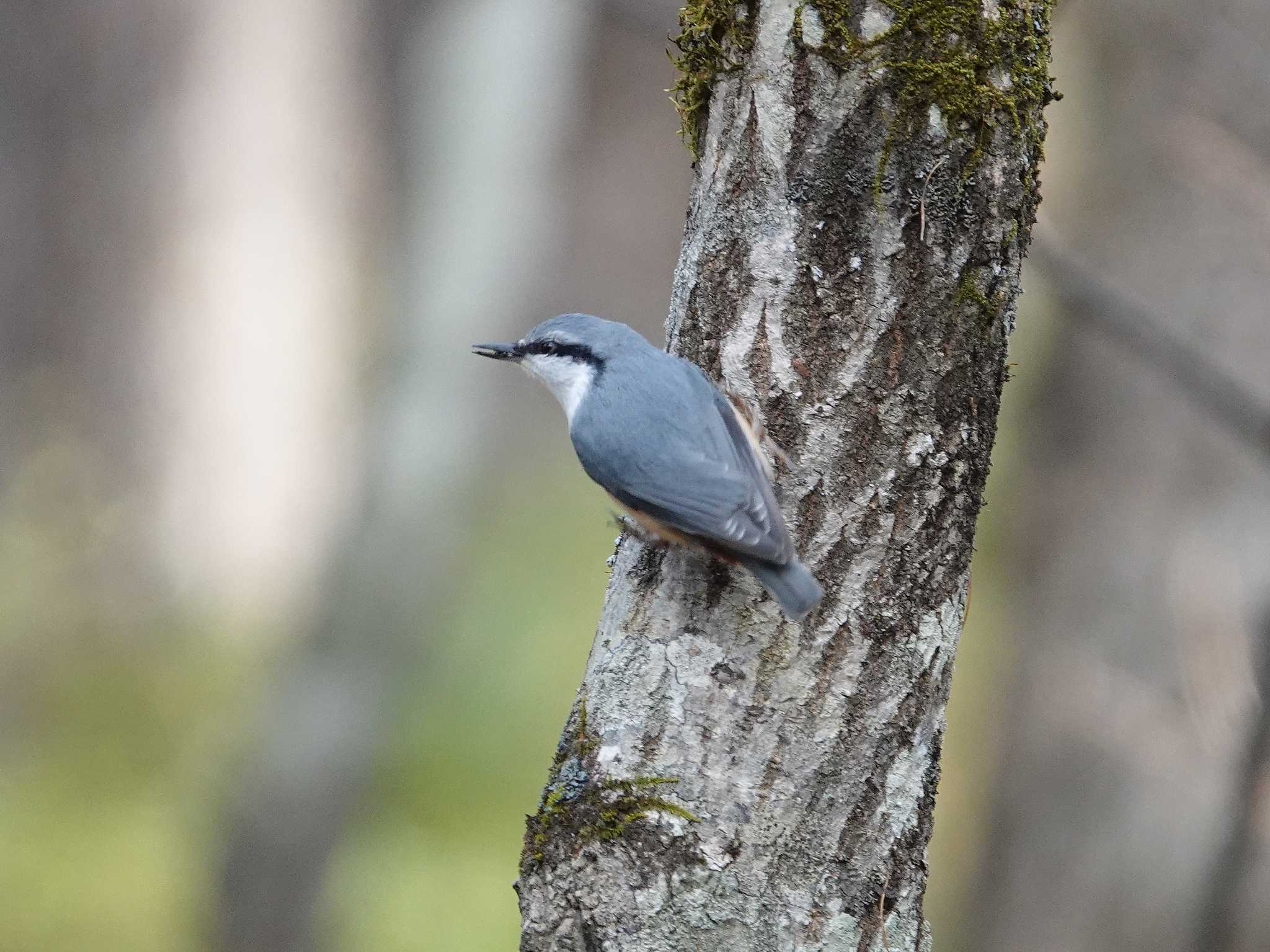 ゴジュウカラ