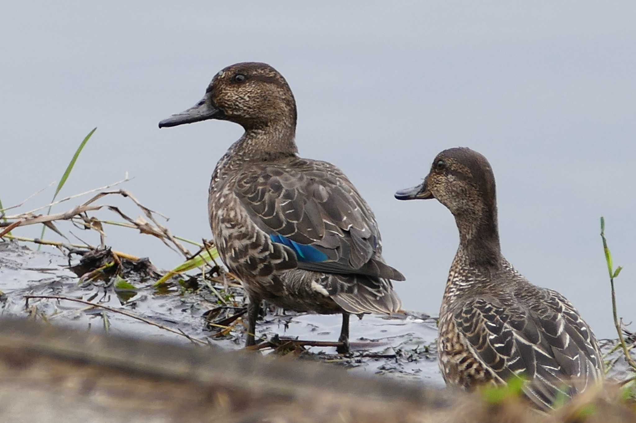 Photo of Eurasian Teal at 東京都 by アカウント5509