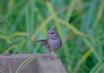 Grey Bunting 東京都立桜ヶ丘公園(聖蹟桜ヶ丘) Sun, 10/30/2022