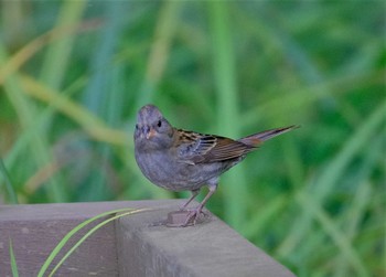 Grey Bunting 東京都立桜ヶ丘公園(聖蹟桜ヶ丘) Sun, 10/30/2022