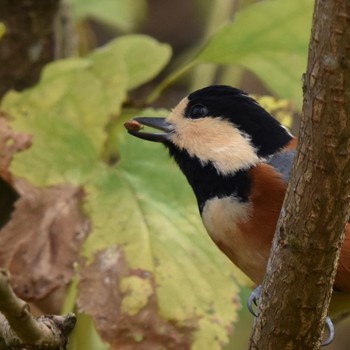 Varied Tit Kitamoto Nature Observation Park Sun, 10/30/2022