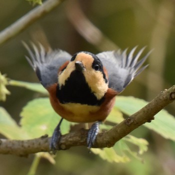 Varied Tit Kitamoto Nature Observation Park Sun, 10/30/2022