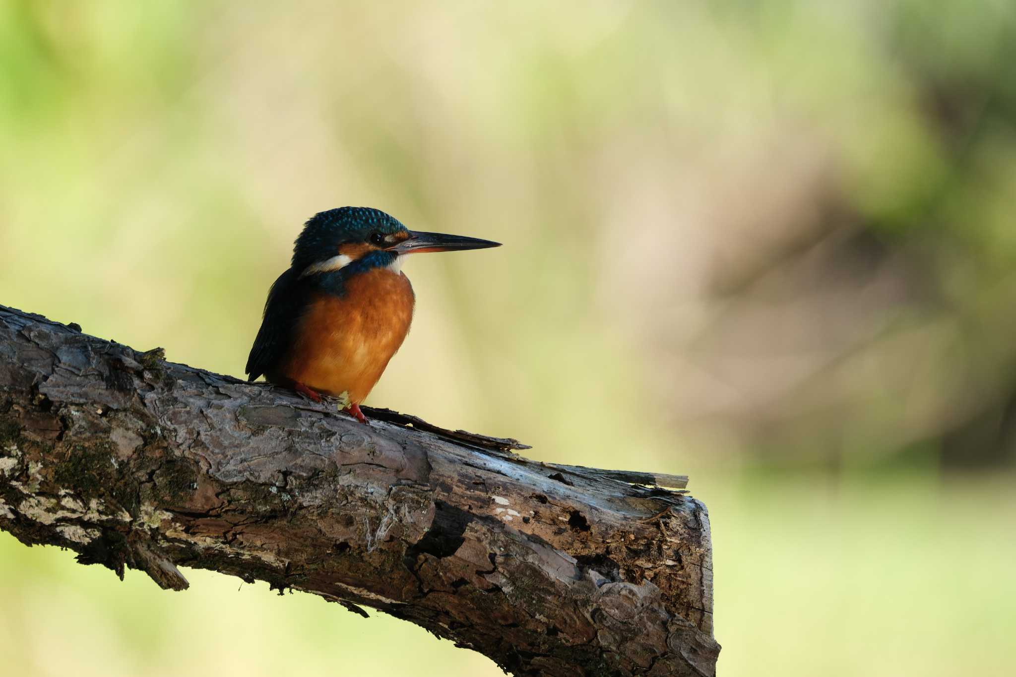 Photo of Common Kingfisher at 八景水谷公園 by たけし