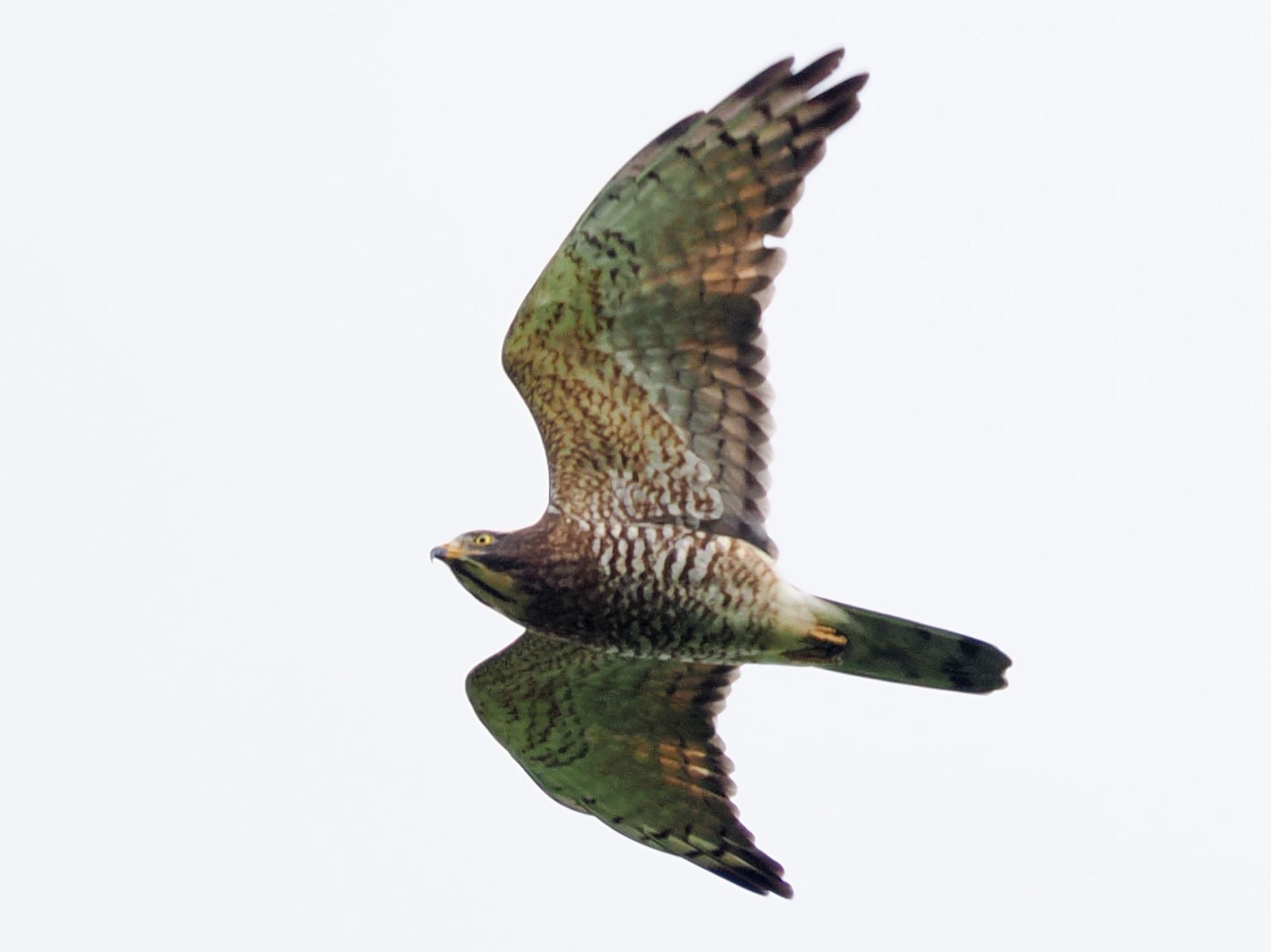 Photo of Grey-faced Buzzard at Ishigaki Island by okamooo